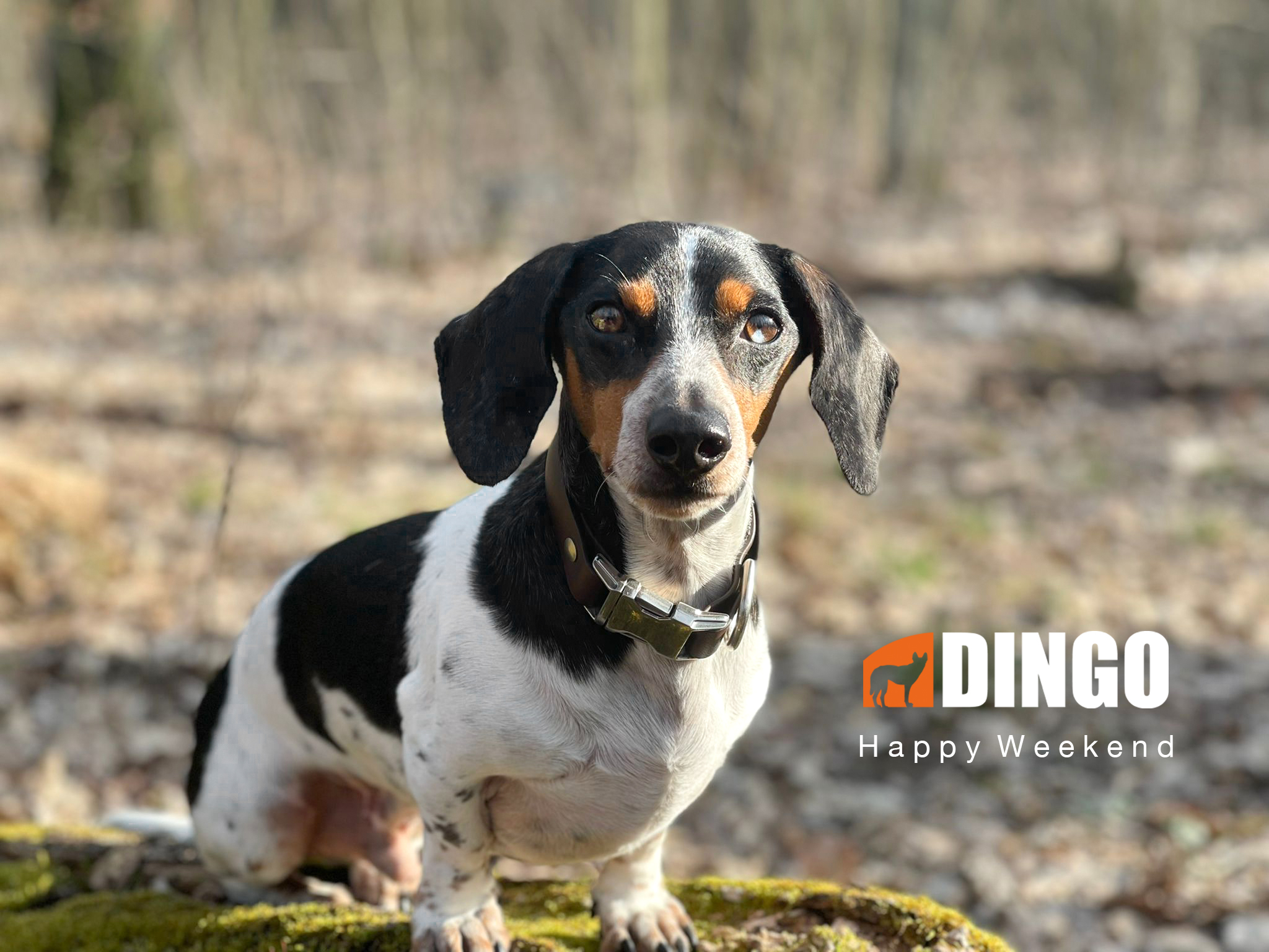 Wilma Burnett, VP Marketing of Globeware